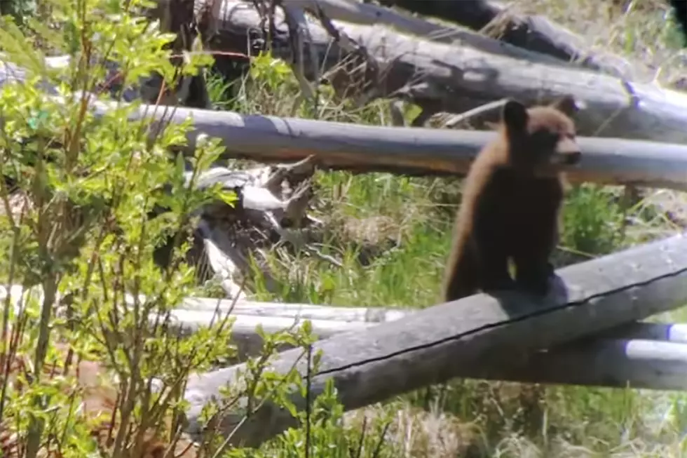 Yellowstone Bear Cub Playing with Mamma Will Melt Your Heart [VIDEO]