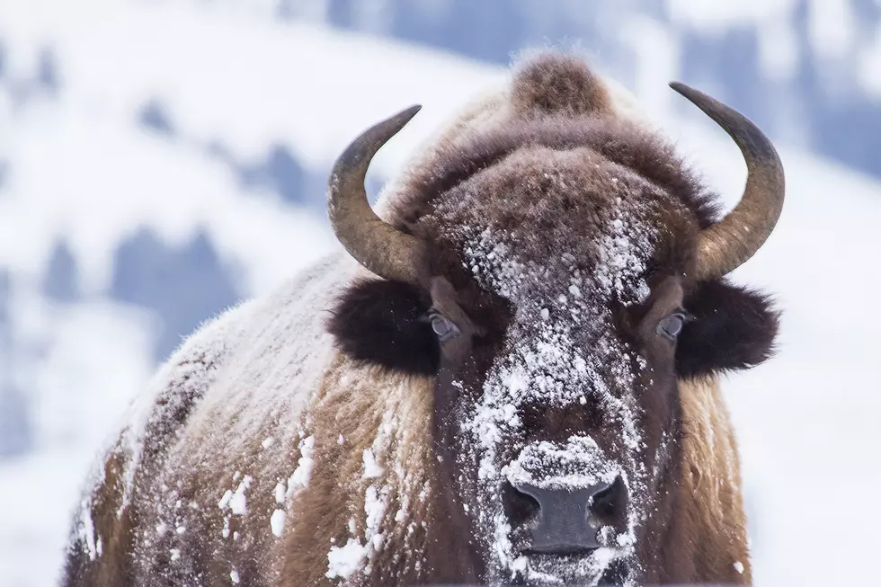 10 Awesome Wyoming Winter Experiences To Do Before You Kick The Bucket