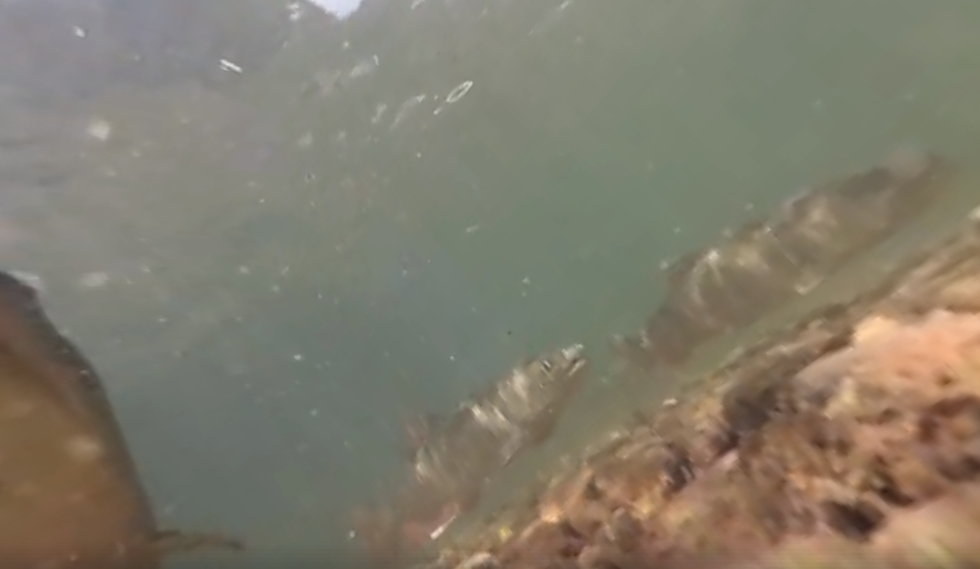 Watch Wyoming Lake Trout Spawn in Captivity [360 VIDEO]