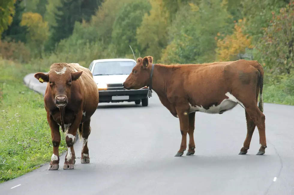 Why Did the Wyoming Cow Cross The Road? Because The Rancher Was Chasing It