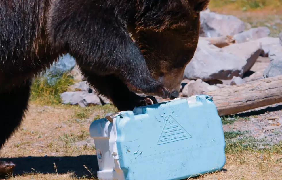 Grizzlies Near Yellowstone Are Product Testing Coolers