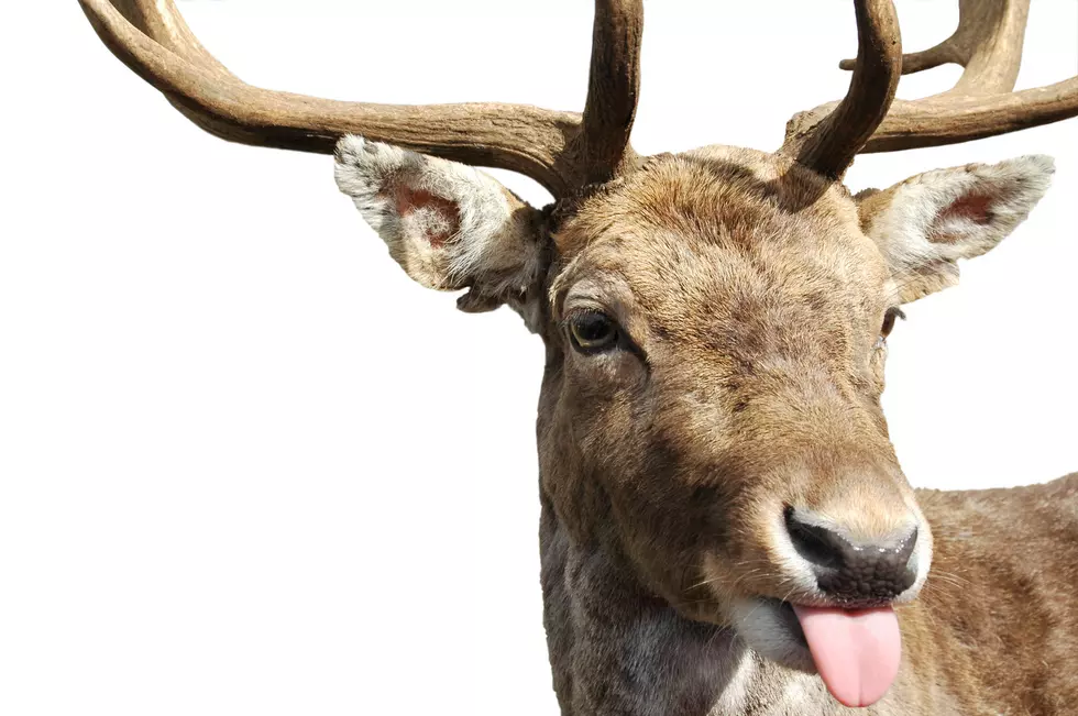 WATCH: The Deer Aren't Fooled By Your Deer Decoys
