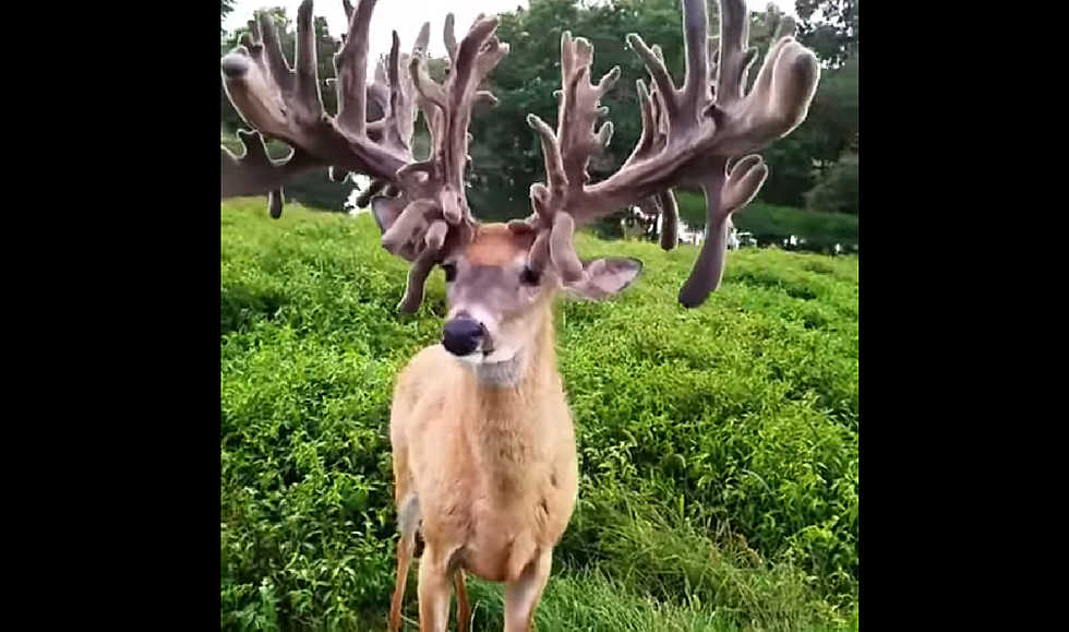 Be Amazed by Video of an Incredible 107 Point Buck