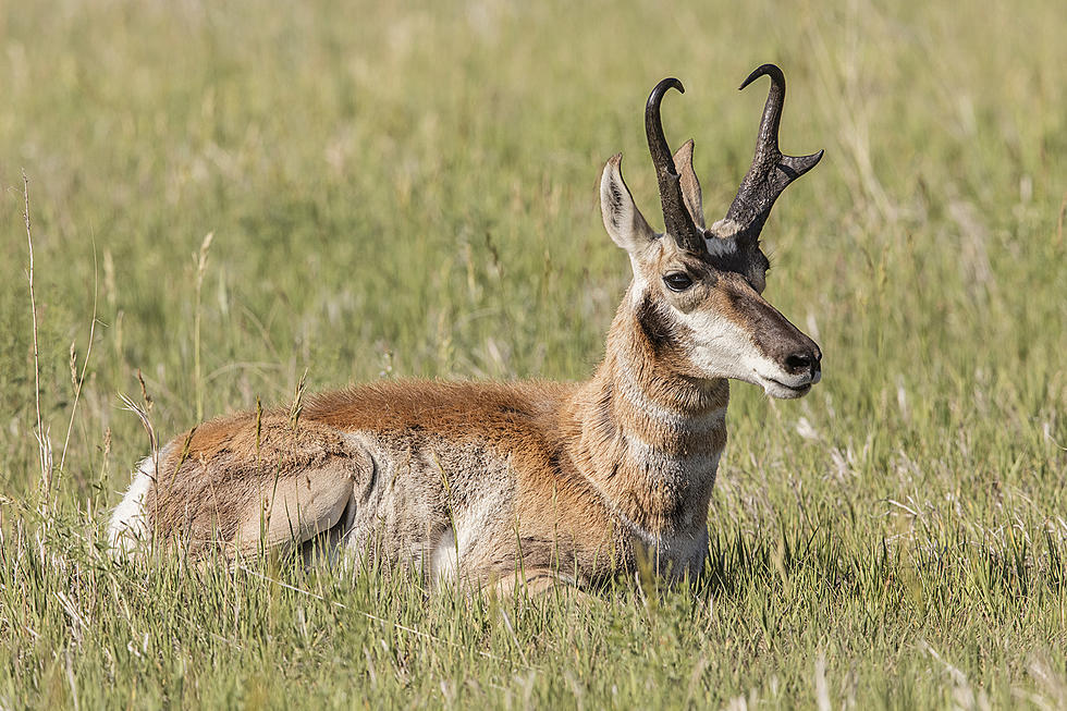 Watch These Two Wyoming Guys Rescue This Antelope
