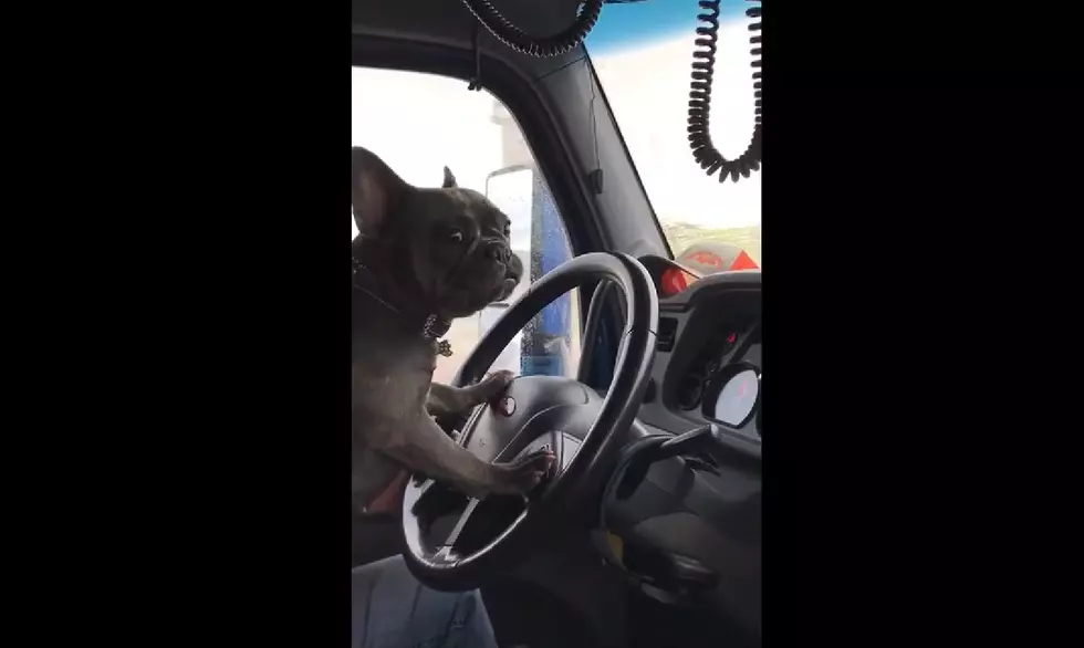 French Bulldog Spotted Driving Semi-Truck in Casper