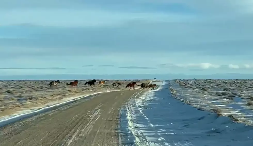 You Might Be Cool, But You’re NOT Wyoming Wild Horses Cool