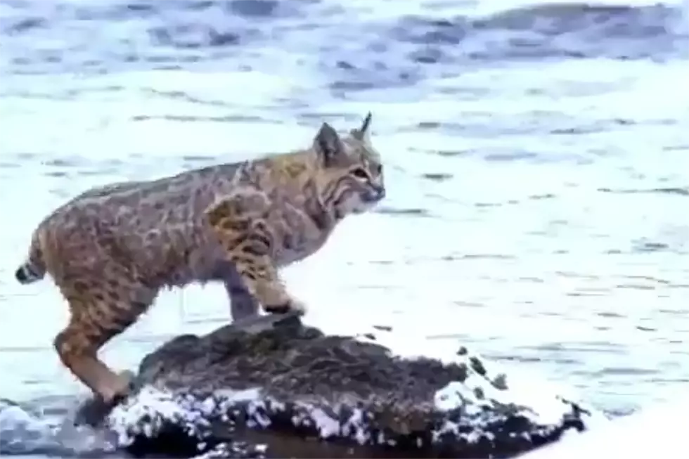 Bobcat Gracefully &#8216;Flies&#8217; Over River In Yellowstone [VIDEO]
