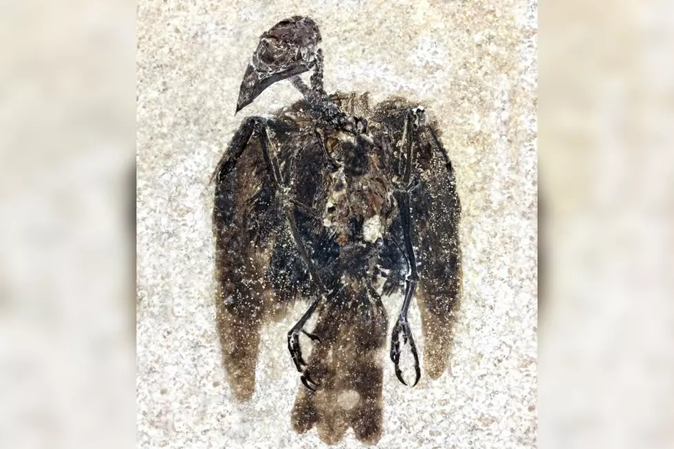 Newly Discovered Fossil Bird in Wyoming Is the Oldest Of Its Kind