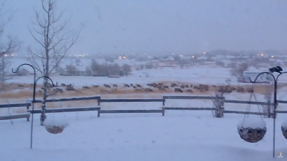 Lander, Wyoming Family Wakes Up to Herd of Elk in their Backyard