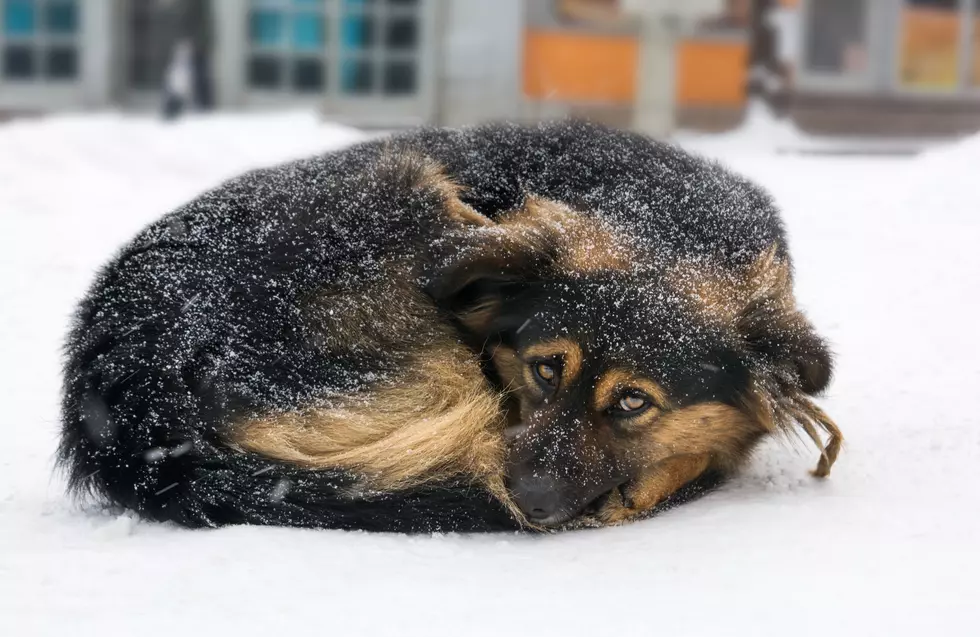 When Is It Too Cold Too Leave Your Dog Outside in Wyoming?