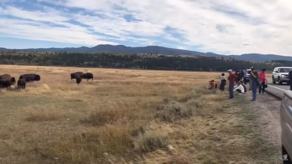 Watch Stupid Tourists Take Close-up Pictures of Wyoming Bison