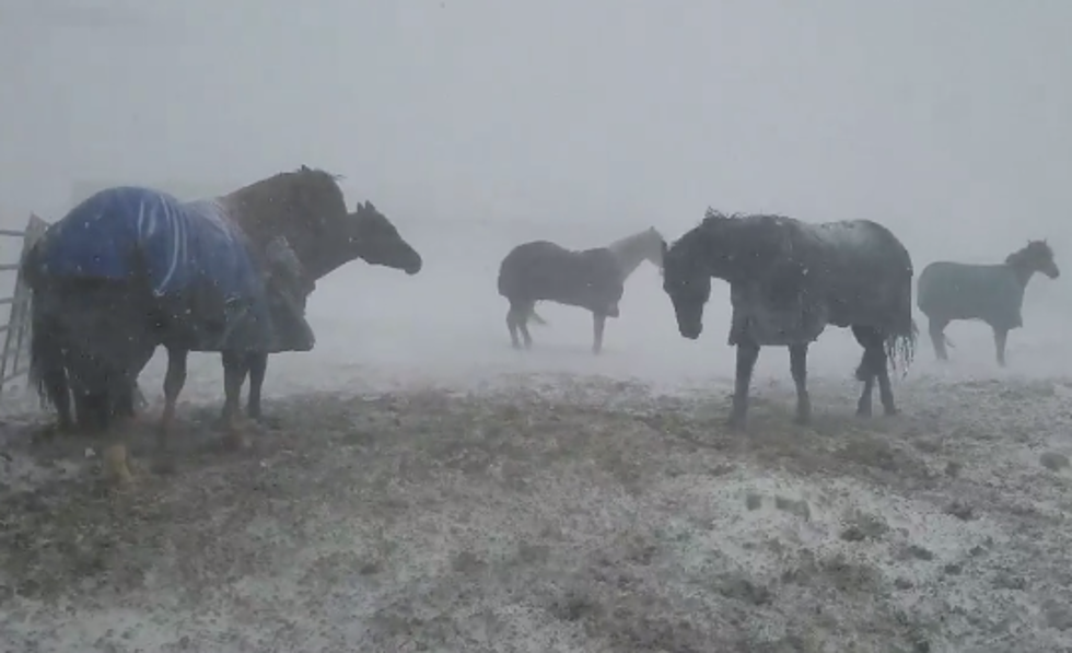 Wyoming Horses Battle Recent Spring Storm