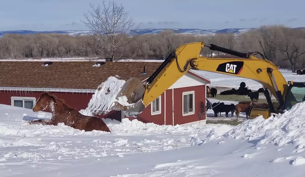 Watch a Laramie Ranch Owner Dig Out His Horse with an Excavator