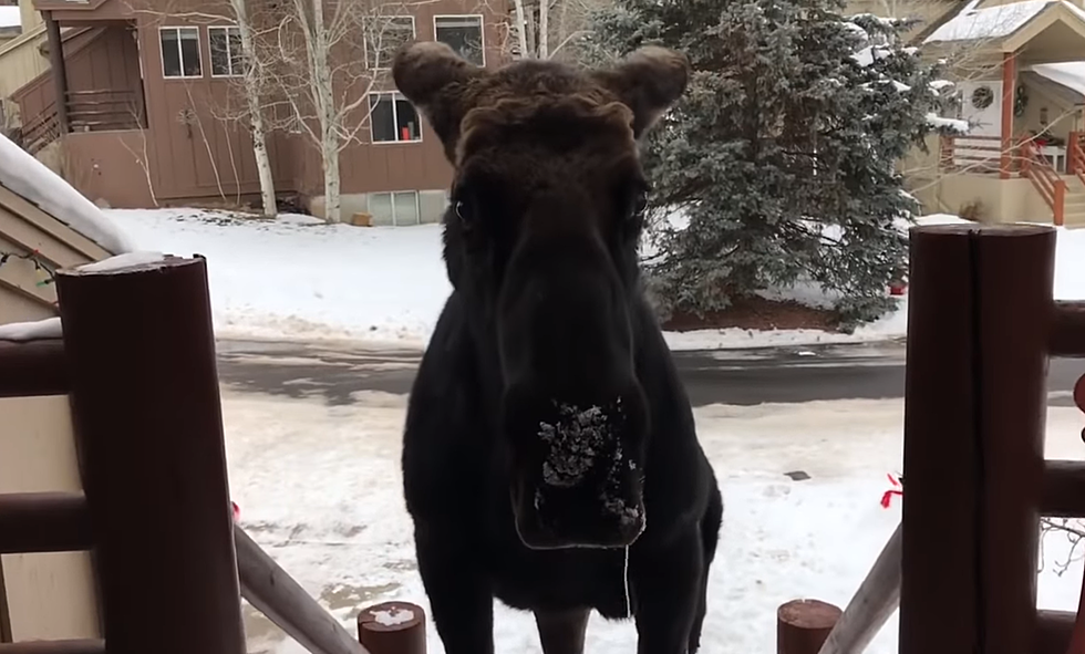 This Family Got So Close to a Moose They Could Smell His Breath