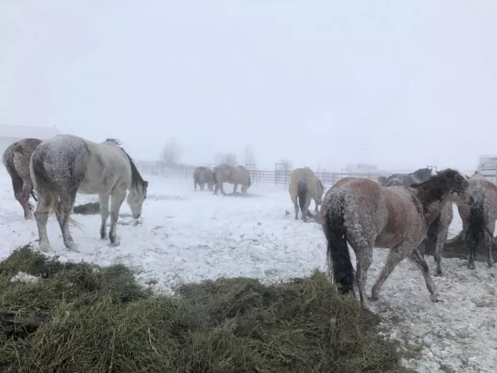 WATCH: Horses Enjoy Playing During Their First Snow of the Year