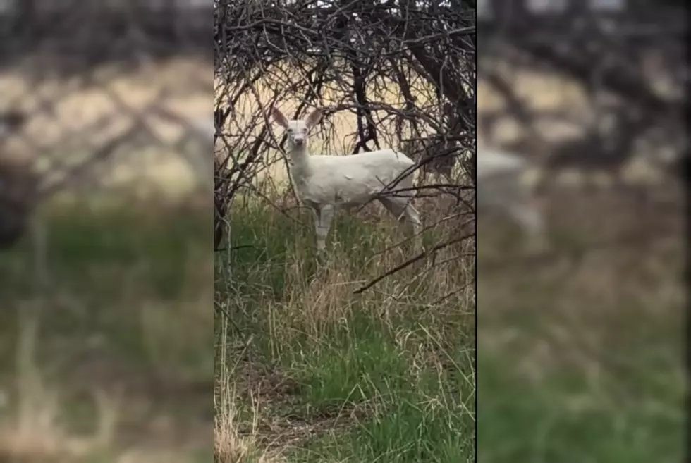 Look, Our Montana Neighbors Have Themselves an Albino Mule Deer