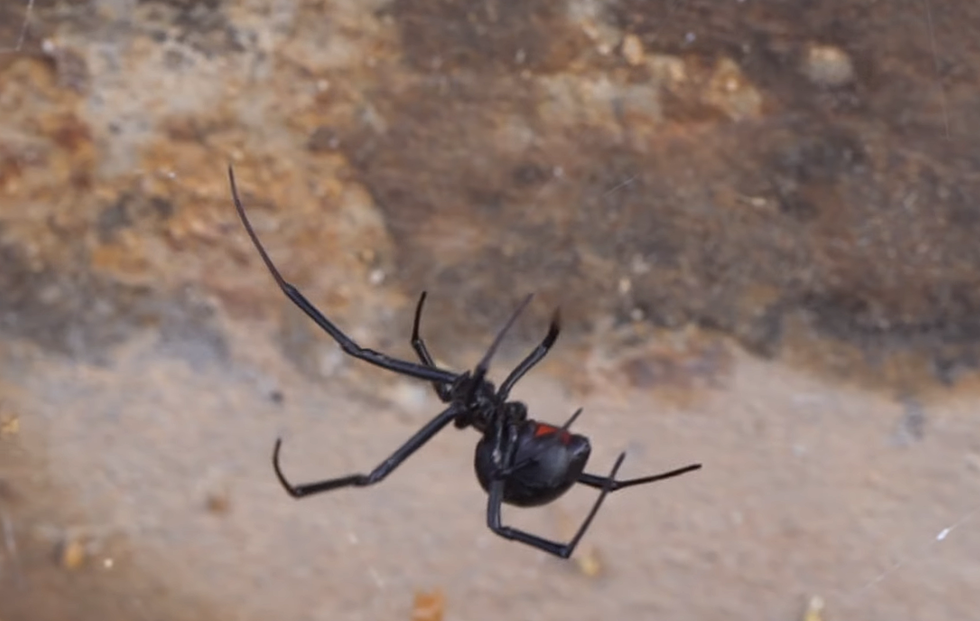POLL: Have You Encountered a Black Widow Spider in Casper?