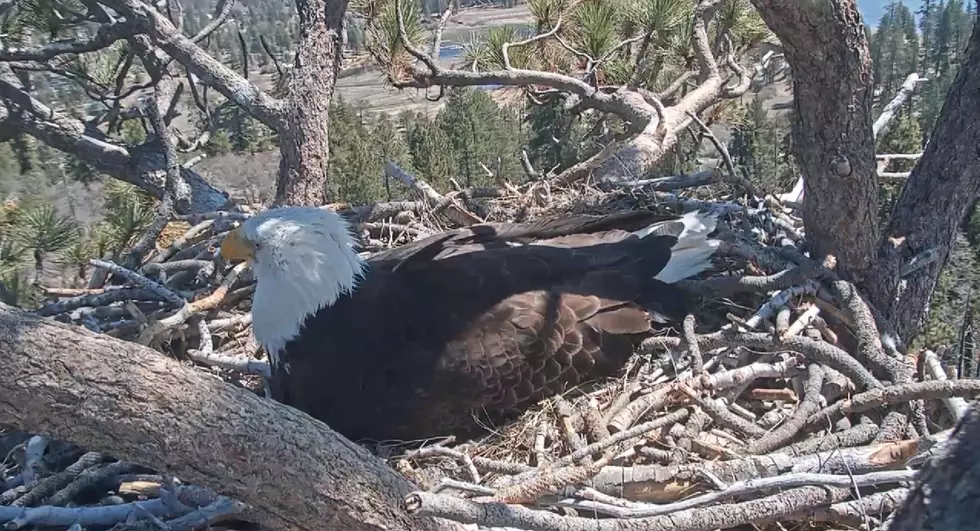WATCH: A Live Stream of a Bald Eagle in Her Nest