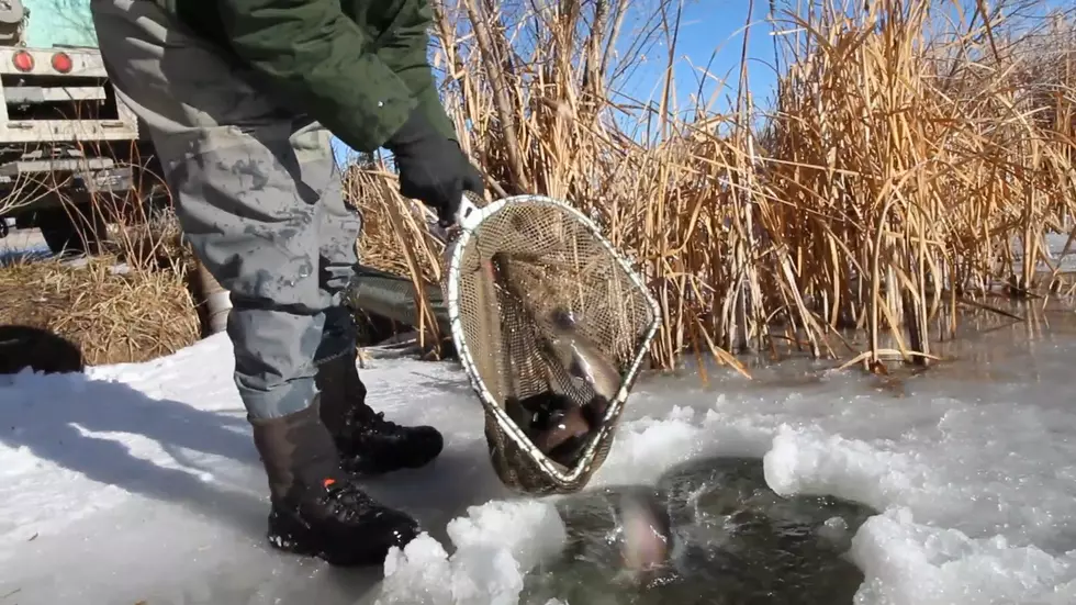 Let's Watch Rainbow Trout Get Stocked into Luckey Pond in Lander