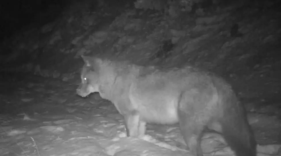 Watch a Wyoming Trail Cam Capture a Wolf Pack at Night