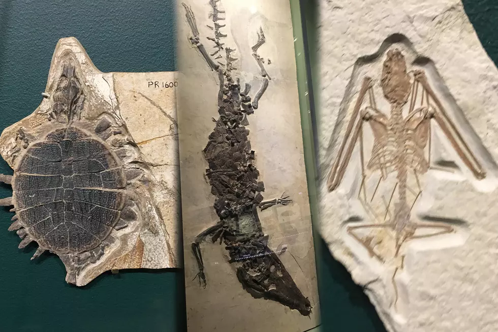 World Famous Museum Has Room Full of Fossils from Wyoming [PHOTOS]