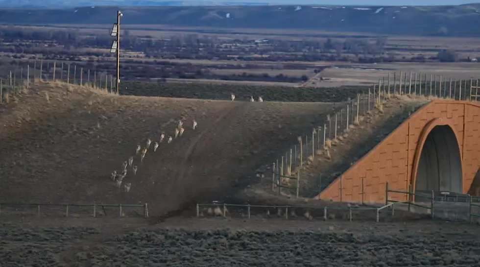 Nothing is Wyoming More Than Watching a Pronghorn Migration