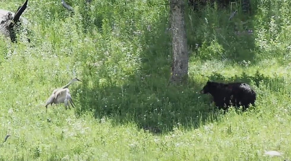 Sandhill Crane Takes on Yellowstone Bear (and Wins)
