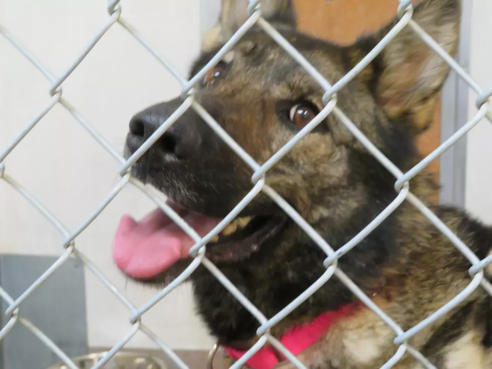 15 Dogs at Casper's Metro Shelter that Desperately Need a Home