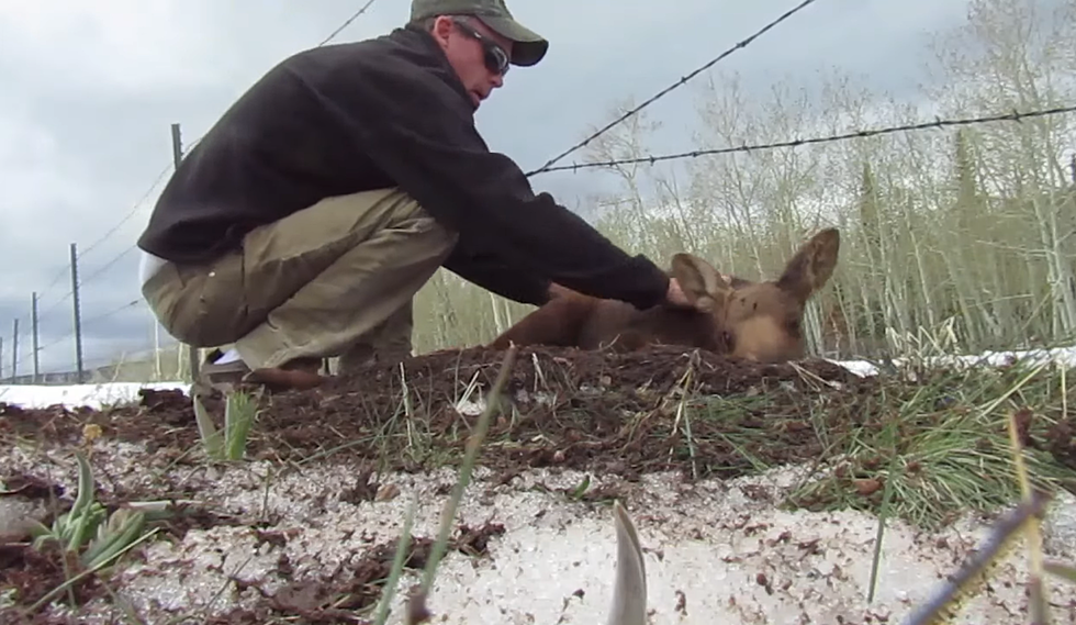 Brave Colorado Dude Saves Baby Moose Caught in Barbed Wire Fence