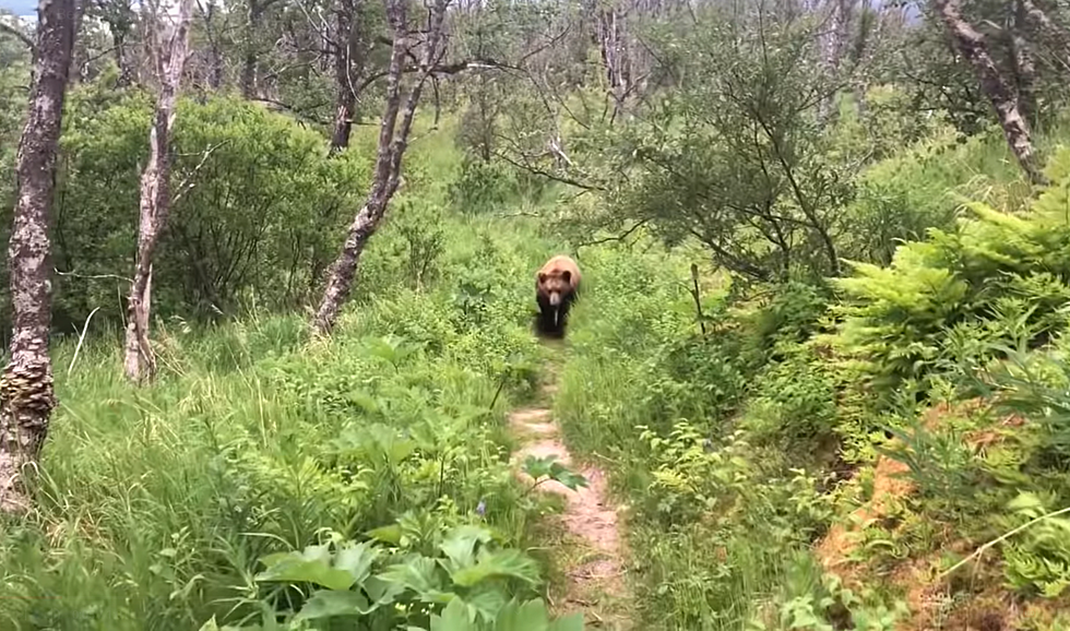 Watch a Honeymoon Couple Come Face-to-Face with Grizzly