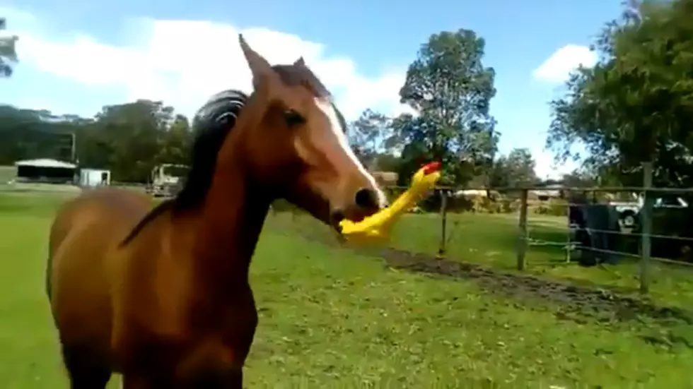 A Horse Playing With a Rubber Chicken Has Taken Over Twitter