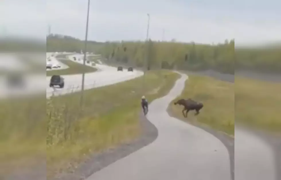 WATCH: A Bicyclist Learns You Don’t Ride Close to a Moose