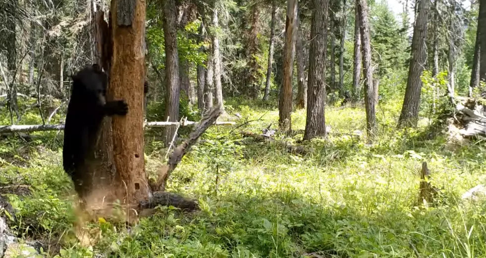 Watch a Montana Bear COMPLETELY Wreck a Tree for a Snack