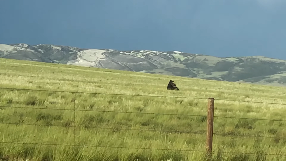 Moose Found Lounging Around in Wyoming Tornado Damage Path