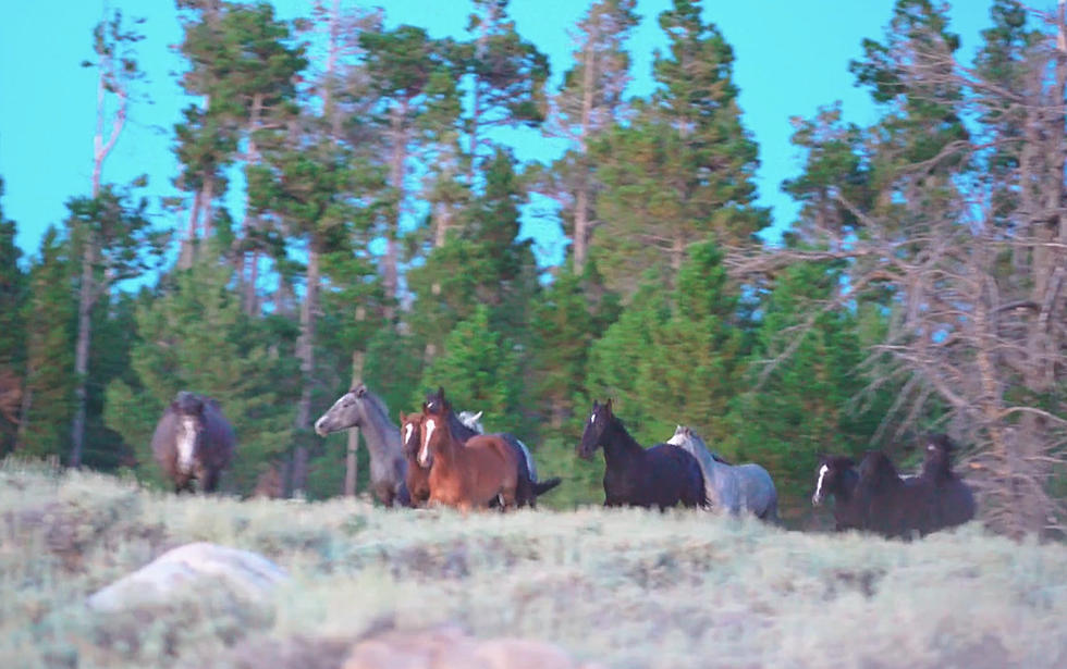 WATCH: Hiker Encounters Herd of Gorgeous Wyoming Wild Horses