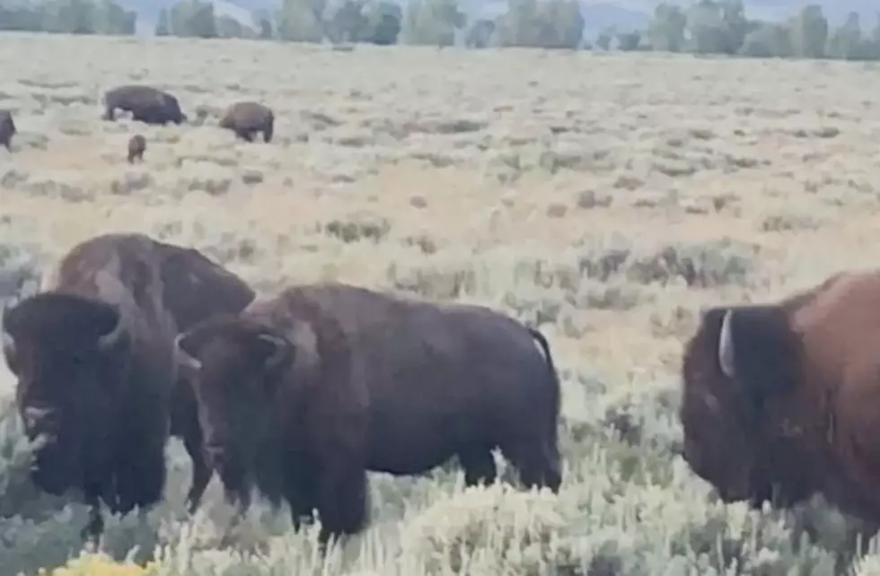 Look Who Showed Up in a Wyoming Family’s Backyard