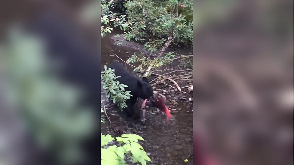 This Mama Black Bear Proves She Can Fish Like a Boss