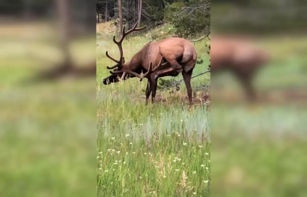 Grand Teton Bull Elk Proves He’s the Most Limber Animal EVER