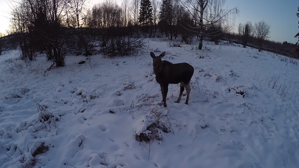 Please Stop Filming our Wyoming Moose with Your Drone
