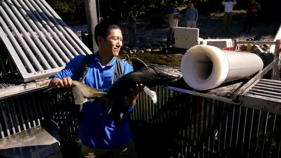 Yes, Salmon Cannons are Really a Thing (and They’re AWESOME)