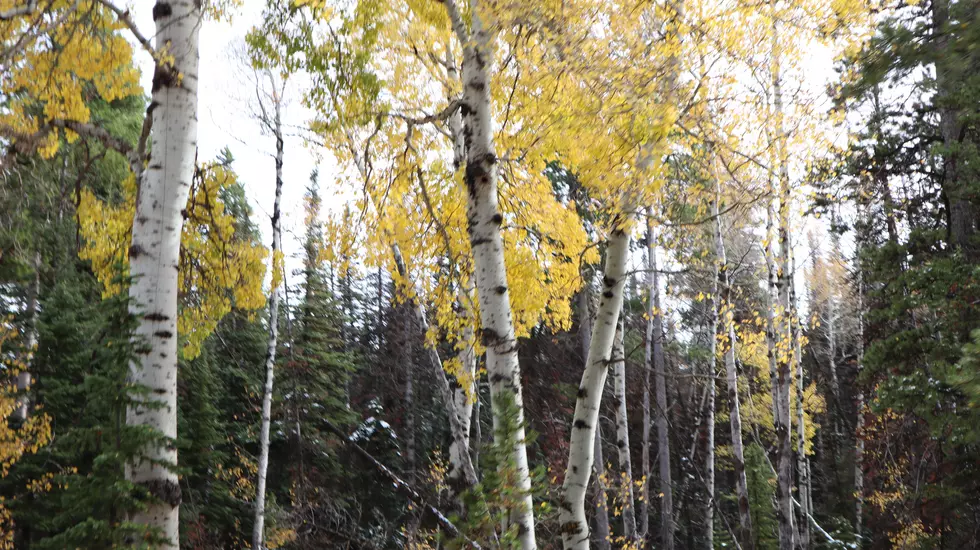 An Ode to the Beautiful Aspen Trees on Casper Mountain