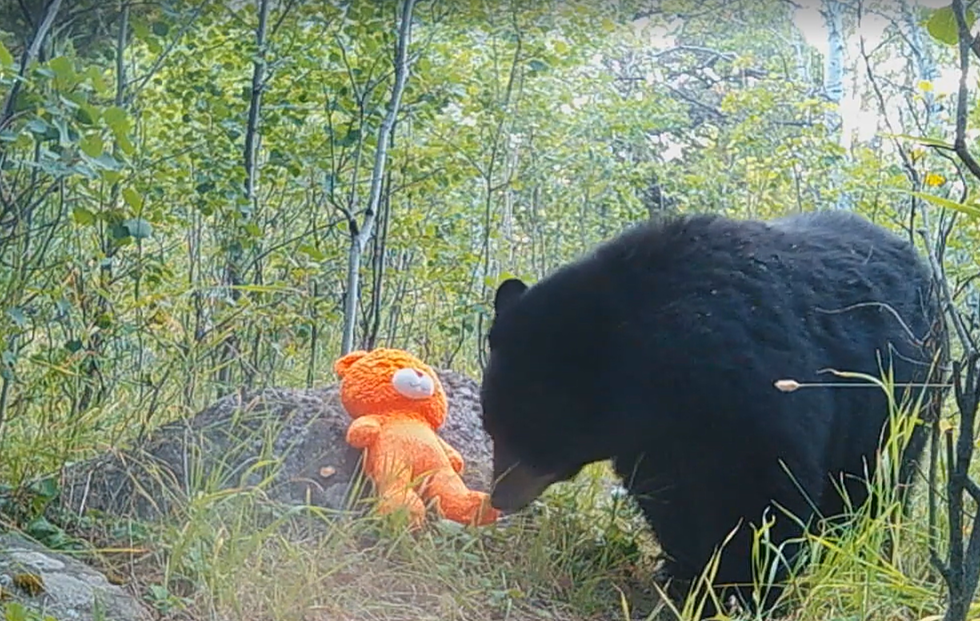 WATCH: Hilarious Trail Cam Shows Bear Playing with Teddy Bear