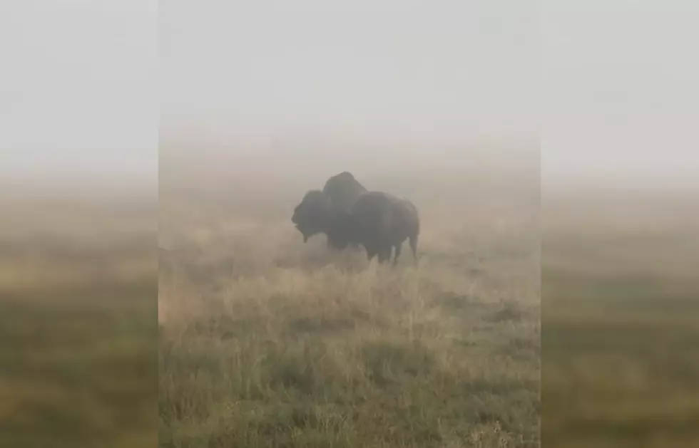 Nothing is More Wyoming than this Bison Bellowing in the Mist