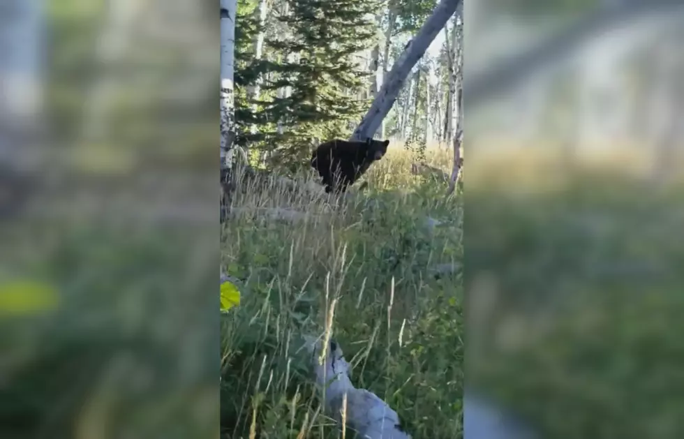 WATCH: Genius Decides it’s a Good Idea to Chase This Wyoming Bear