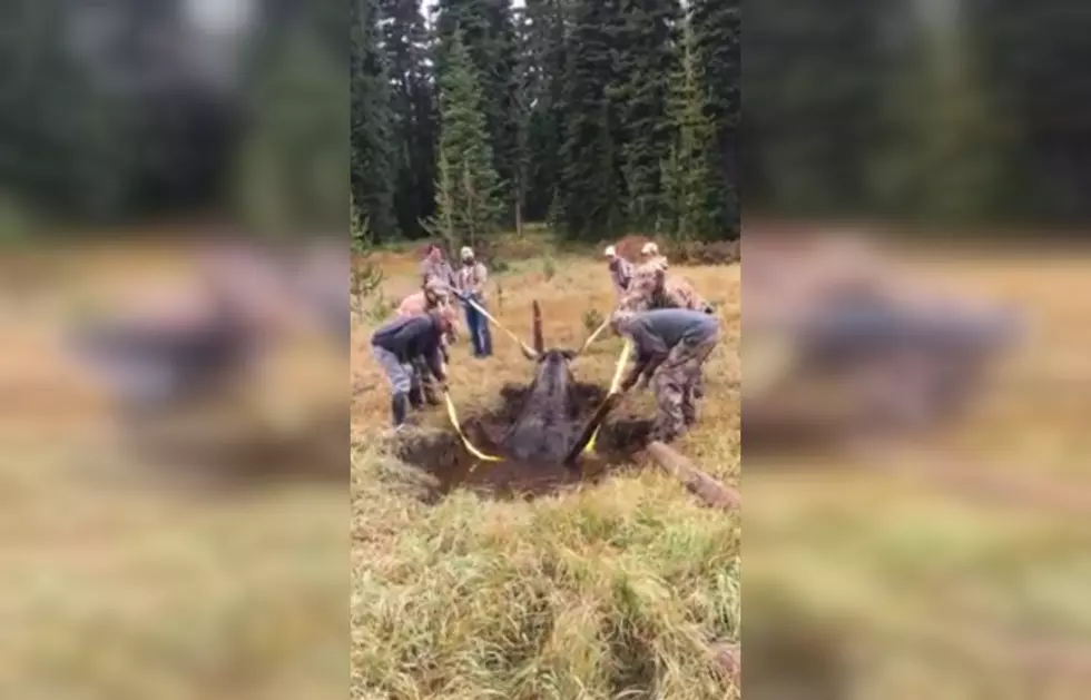 WATCH: Heroic Bow Hunters Save a Moose Stuck in a Mud Hole