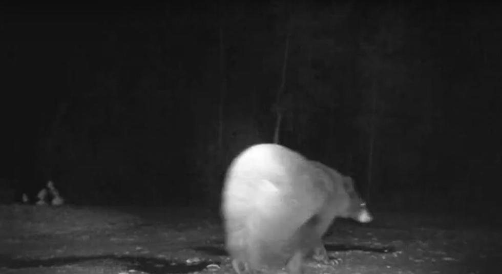 Snowmen Mysteriously Disappear After Black Bear Seen on Webcam