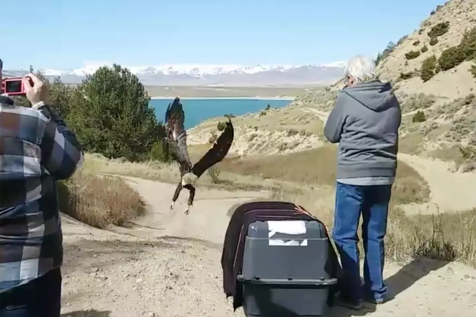 [WATCH] Rescued Bald Eagle Reunites with Mate in Wyoming Wilderness