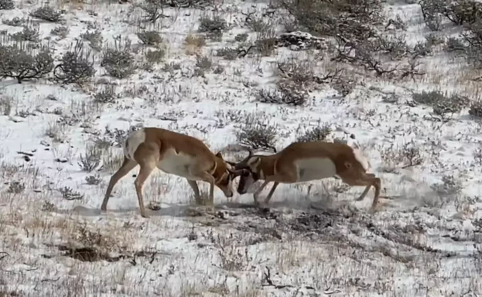 Epic Antelope Showdown Caught on Camera in Buford, Wyoming