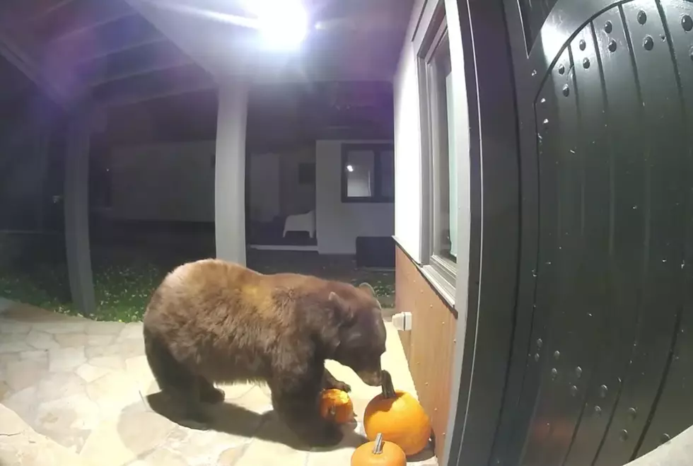 WATCH: A Bear Has His Way with a Pumpkin on a Porch