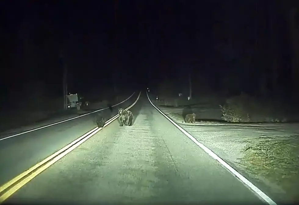 Self-Driving Car Barely Misses Mama Bear and Cubs in Glacier